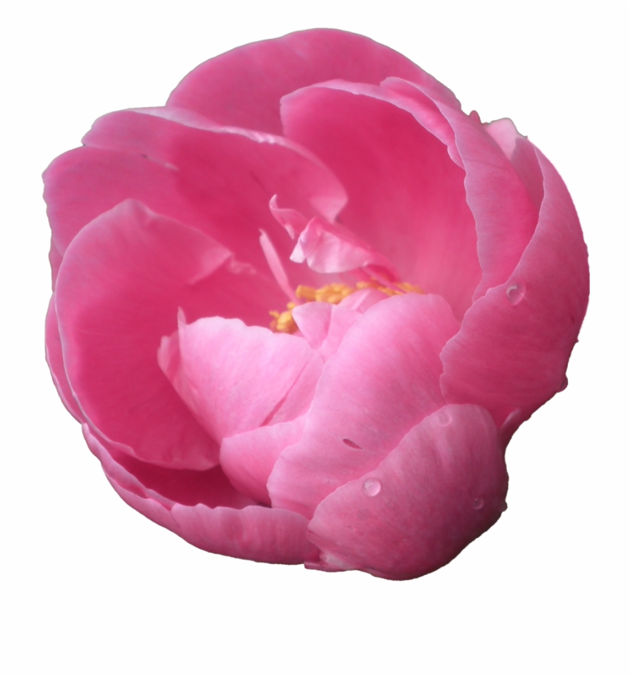 Peony Png Pic Peony Clipart Transparent Background