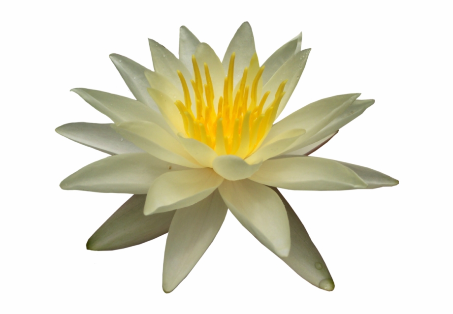 Water Lily Png Picture White Water Lily Png