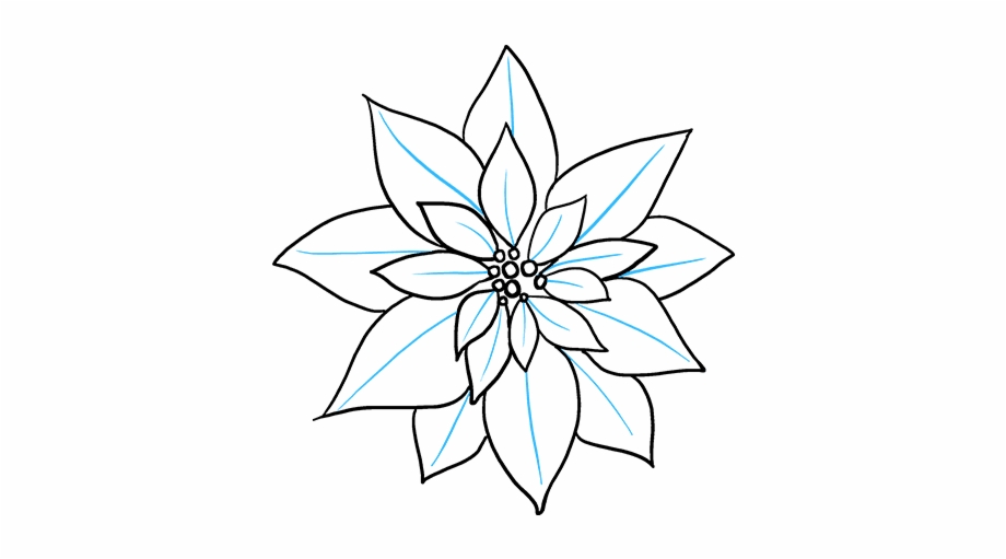 How To Draw Poinsettia Poinsettia Drawing