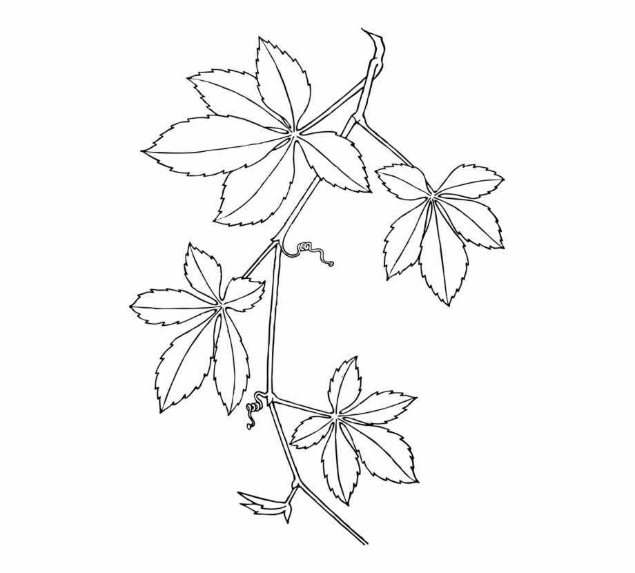 Virginia Creeper Boston Ivy Vine Parthenocissus Vitacea Virginia