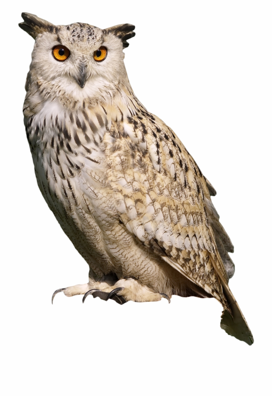 Owl Sitting Eagle Owl Png