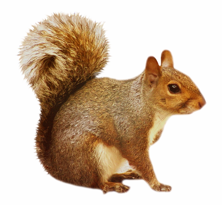 Free Squirrel Transparent, Download Free Squirrel Transparent png images,  Free ClipArts on Clipart Library