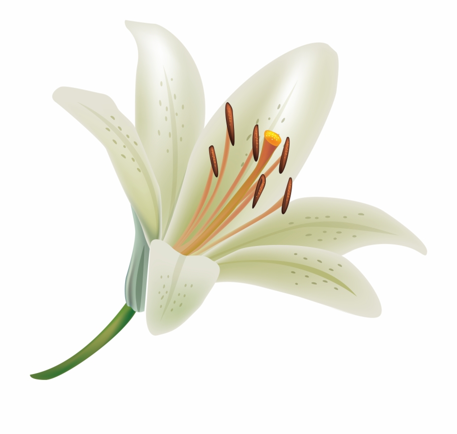 White Lily Flower Png Clipart Transparent White Lily