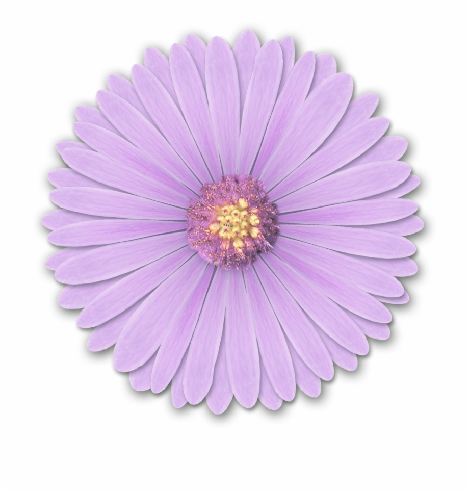 Realistic Flower Png Flower Pngs For Edits