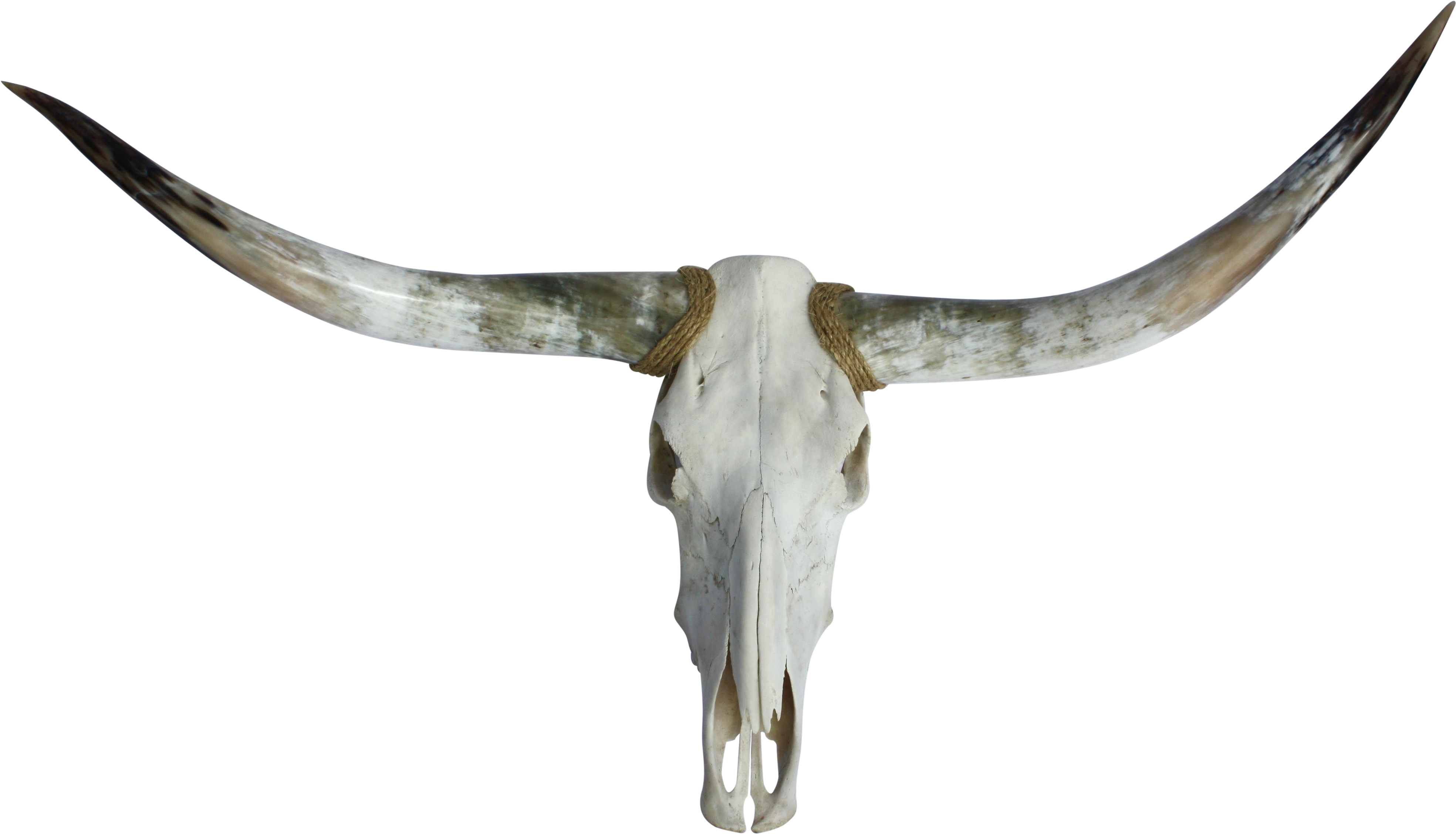 Texas Chairish Skull