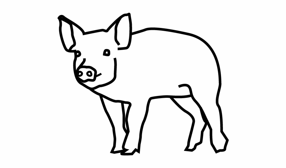 Pig Domestic Pig