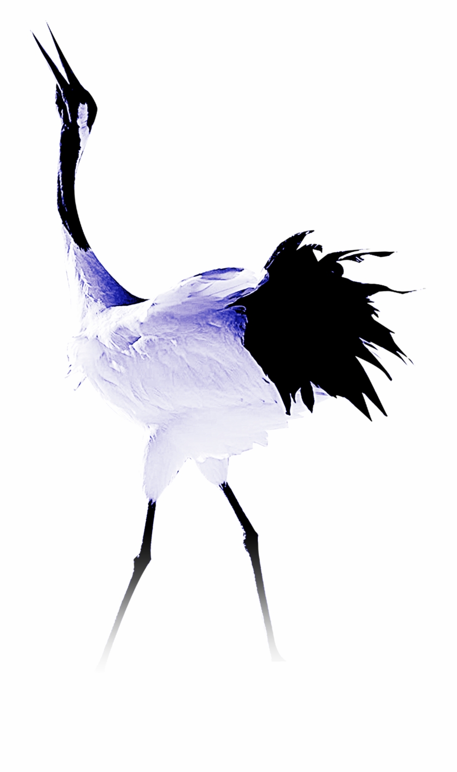 Common Ostrich Bird Feather Transprent Png Crane