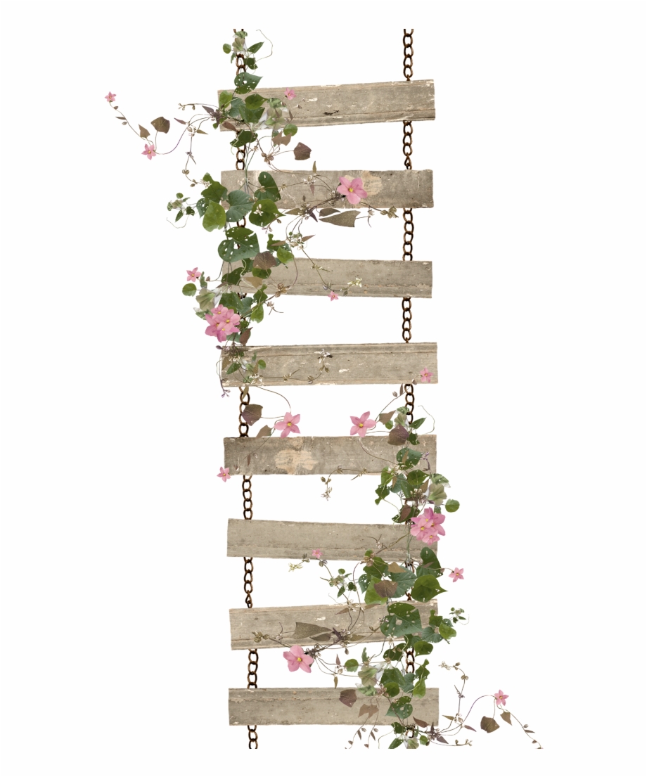 Mq Ladder Roses Vines Leaf Leaves Petal