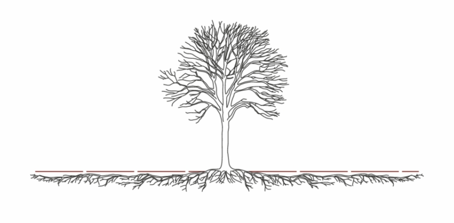 Illustrative View Of The Spread Of A Tree