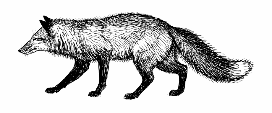 Fox Fox Black And White Png
