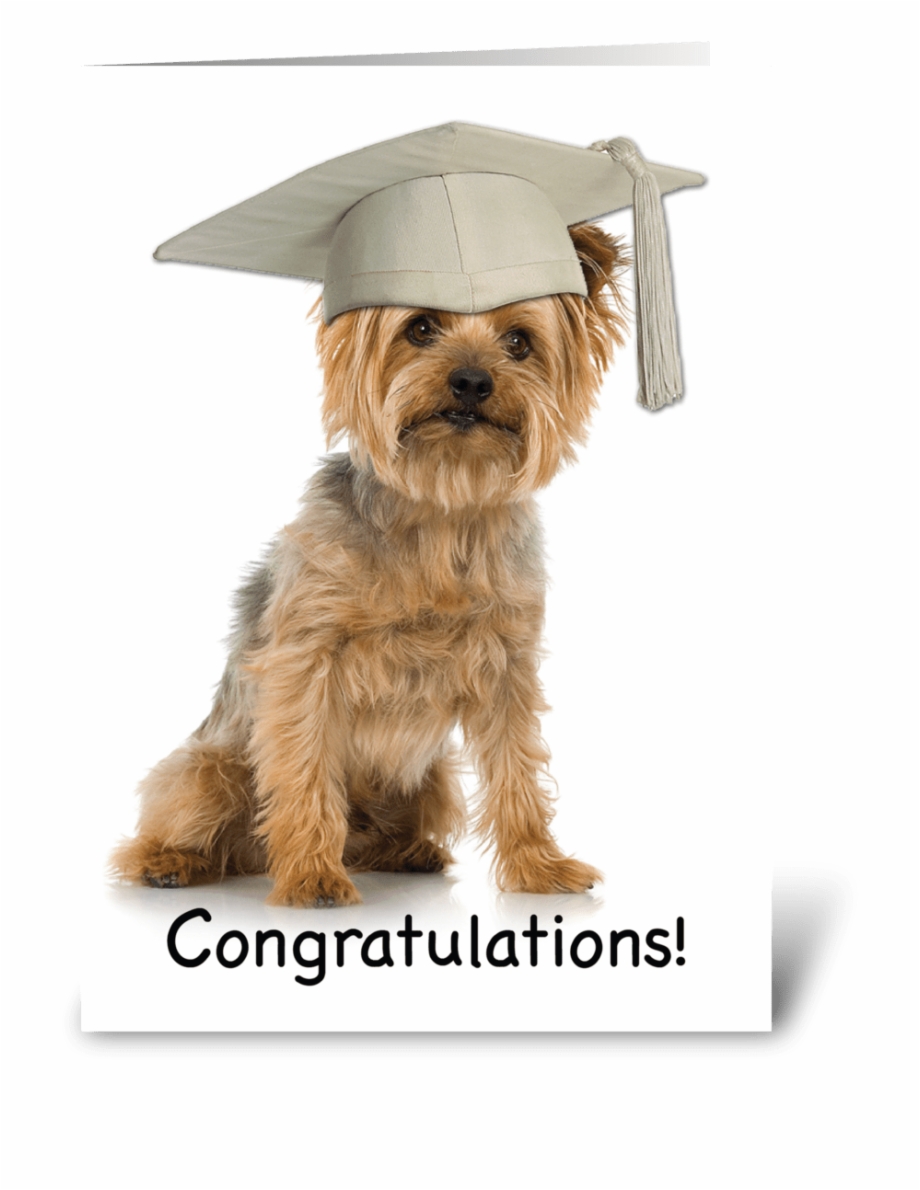 Graduation Yorkie With Cap Congrats Yorkshire Terrier Photo