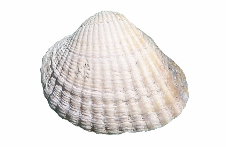 Sea Shell Masked Baltic Clam