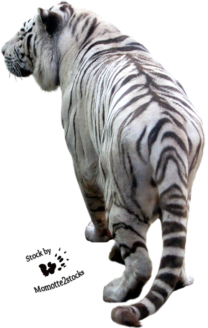 Tiger Png Image Download Tigers Png Image Pretty
