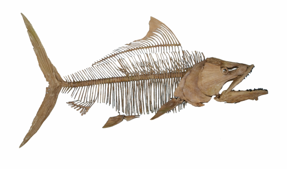 Pachyrhizodus Caninus Fish Fossil No Background