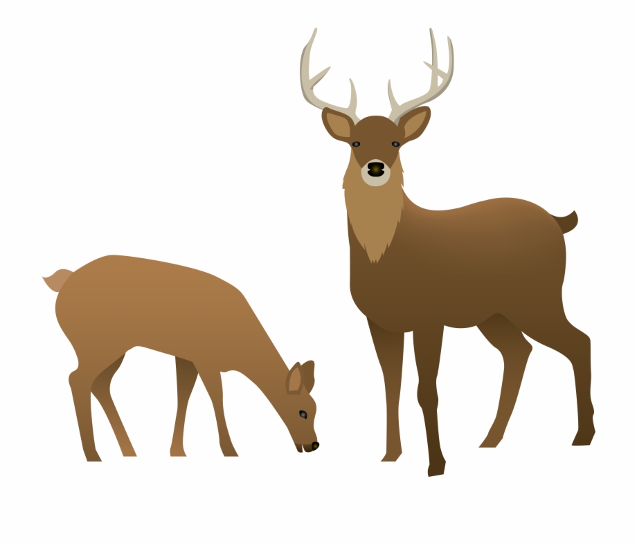 And Doe Transparent Png Image Gallery Yopriceville