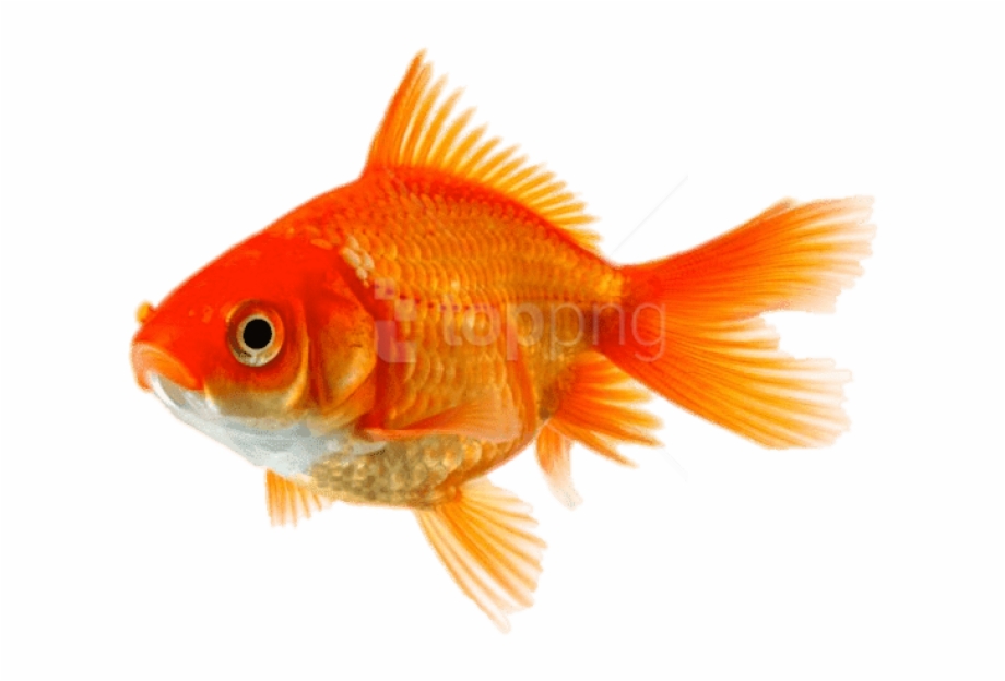 Download Single Images Background Gold Fishes