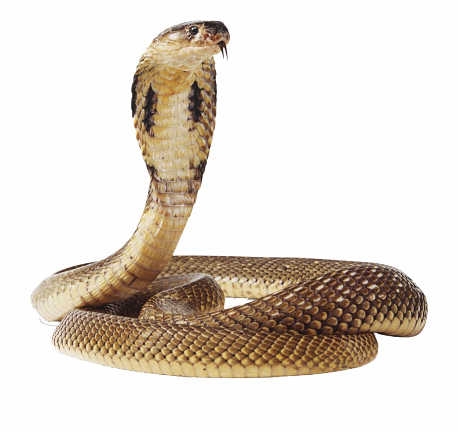 Cobra Snake Png Transparent Image Snake Png Hd
