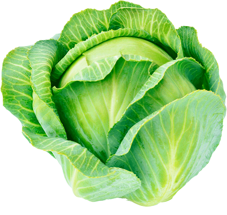 Organic Cabbage Collard Greens