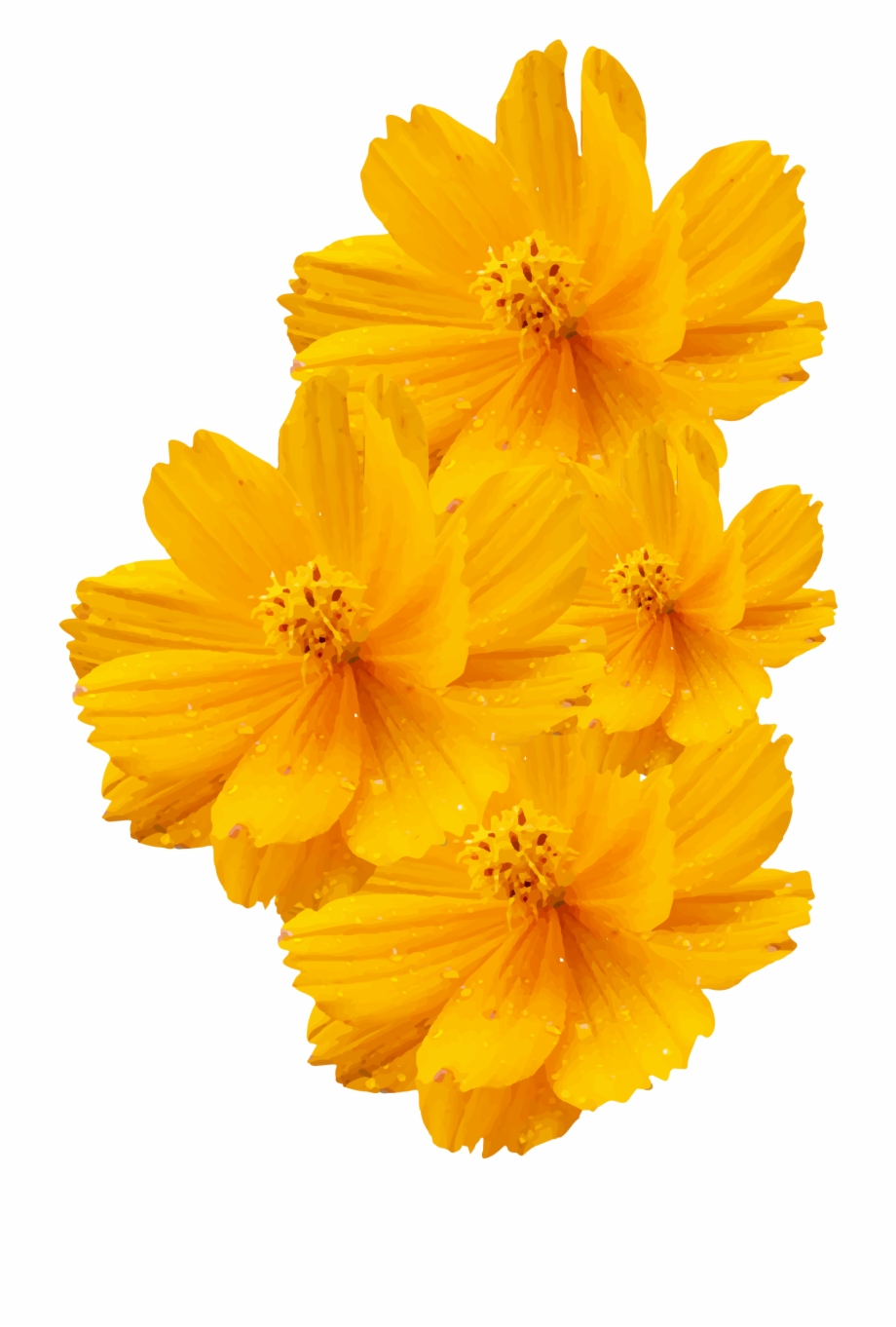 Cosmos Sulphureus Bipinnatus Yellow Flower Png