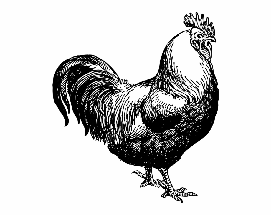 Rooster Chicken Black White Graphic