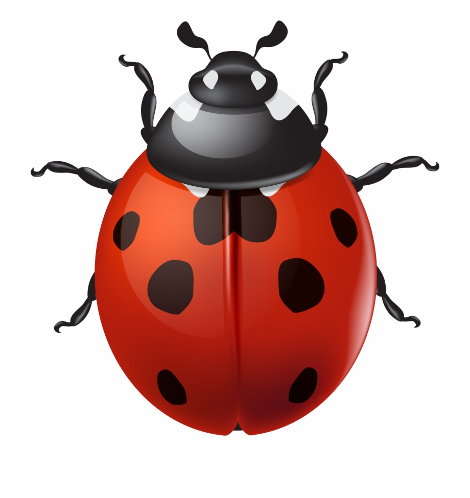Ladybug Icon, Transparent Ladybug.PNG Images & Vector - FreeIconsPNG