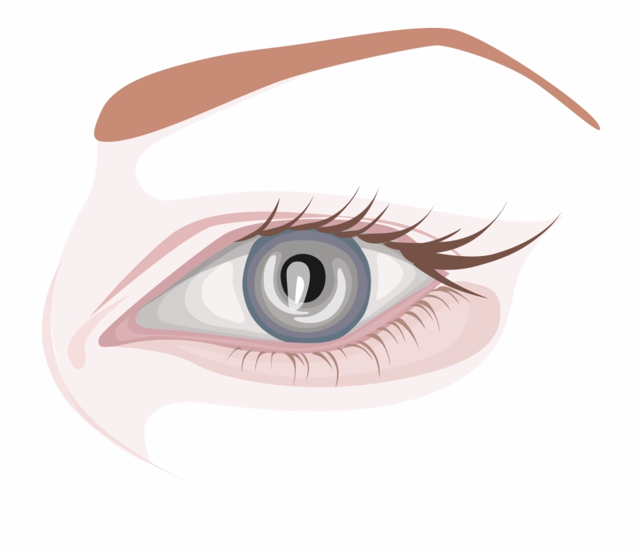 Eyebrow Vector Simple Close Up