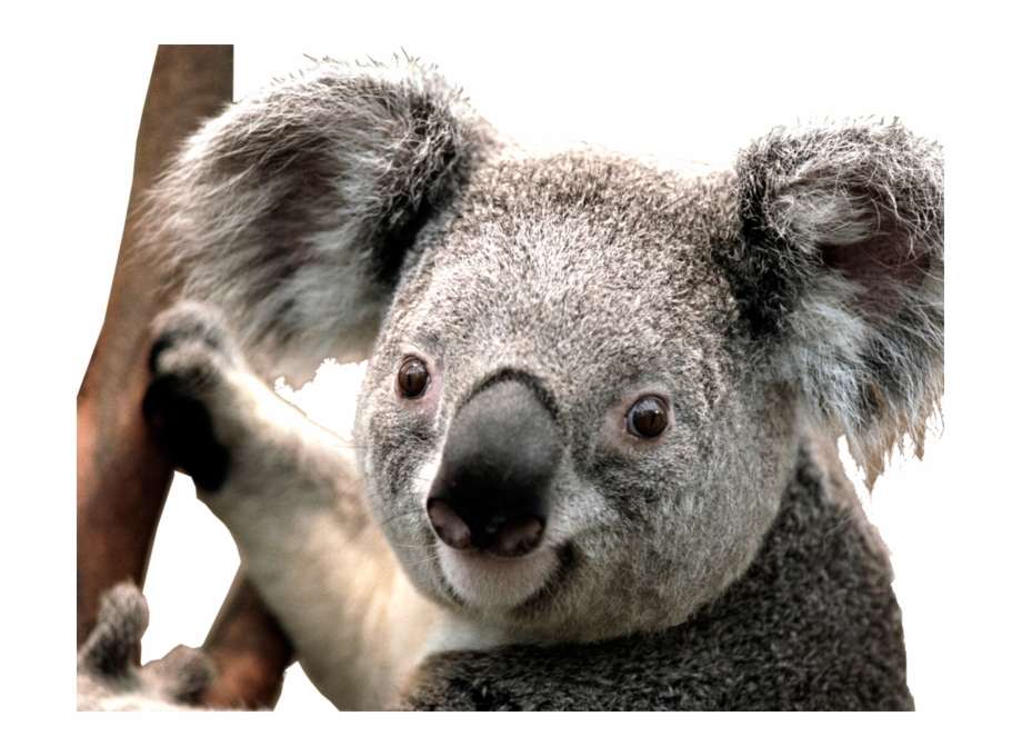 koala bear
