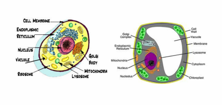 Vacuole Animal Cell Animal Cell Diagram Labelled