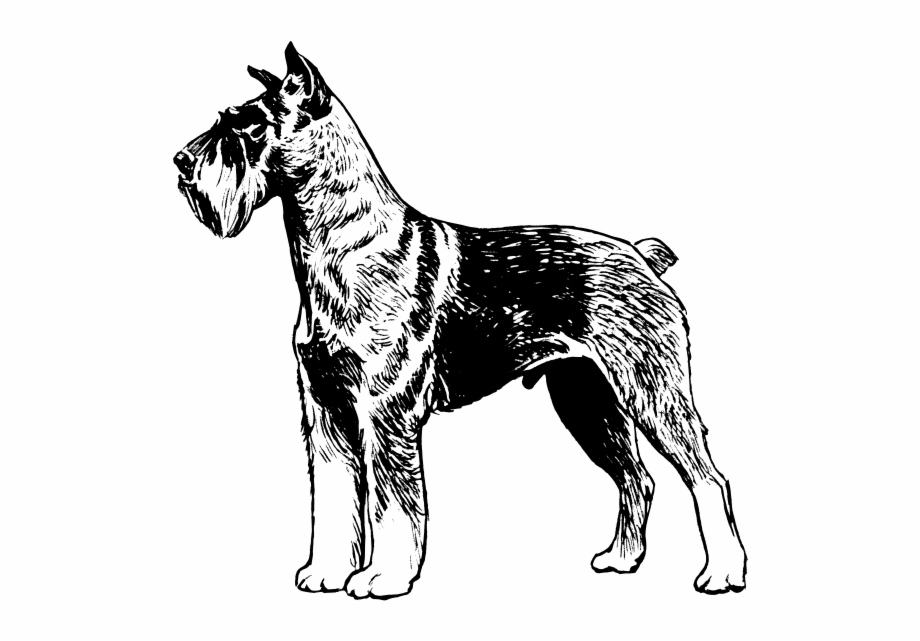 Schnauzer Png Images 600 X Great Dane Dog