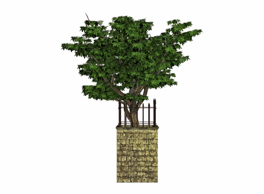 Tree Houseplant