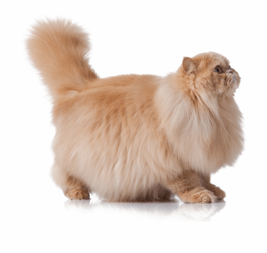 Weight Persian Peke Faced Cats