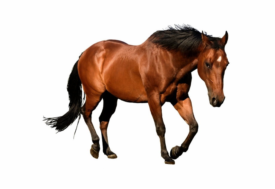 Horse Cutout Isolation Bay Animal Equestrian Horses Png