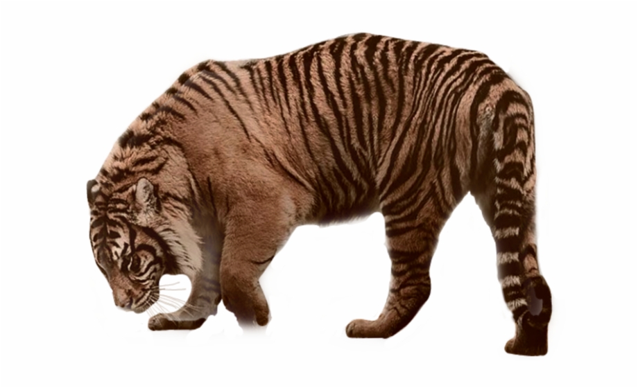 Siberian Tiger