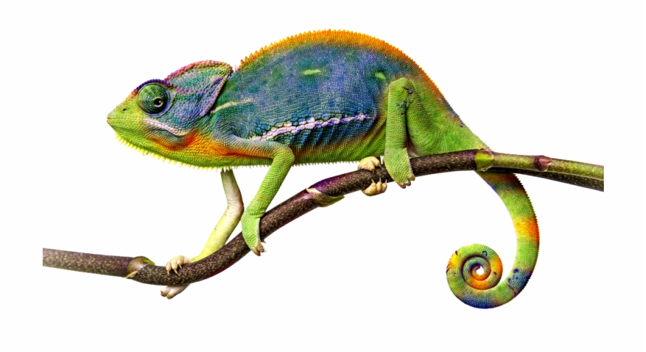 Chameleon Png
