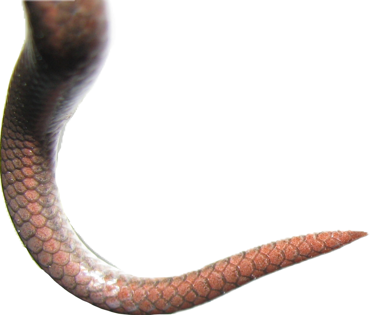 Snake Scales Png