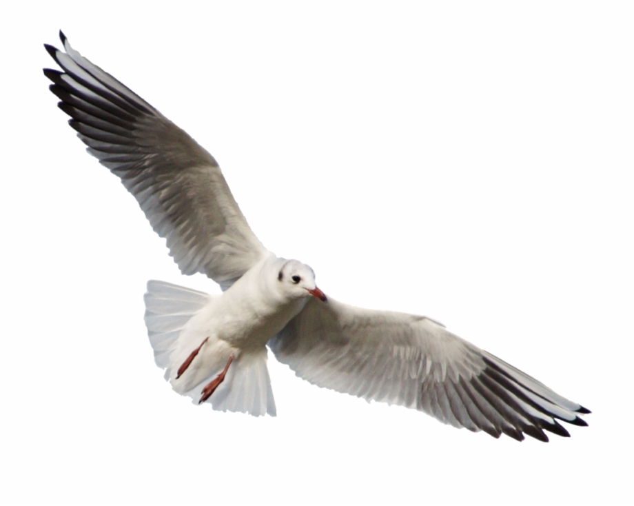 Free Png Download Gull Png Images Background Png