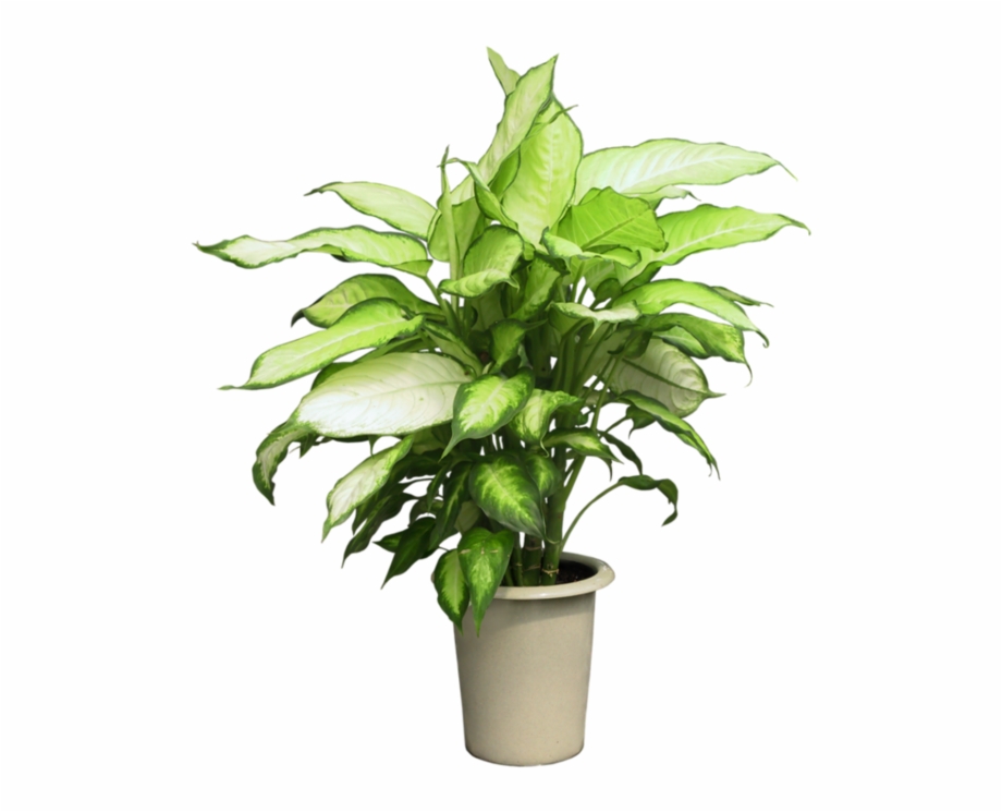 Free Potted Plant Transparent Background, Download Free Potted Plant ...