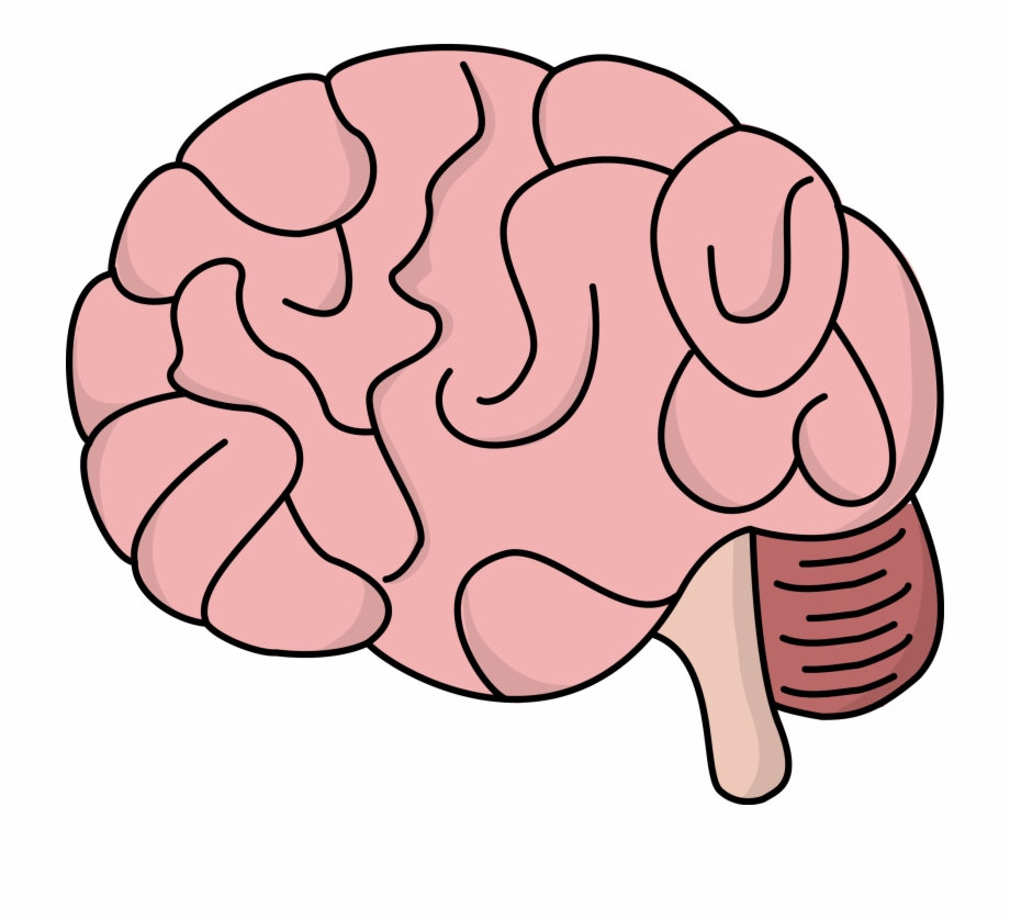 28 284395 human brain at getdrawings easy cartoon brain drawing