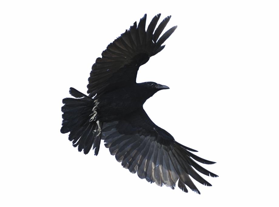 Transparent Background Flying Crow Png