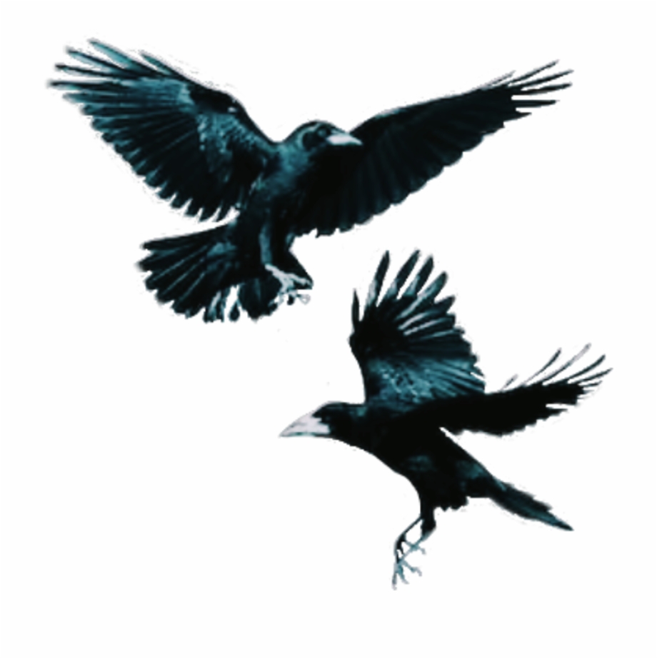 Crows Bird Flying Dark Crows