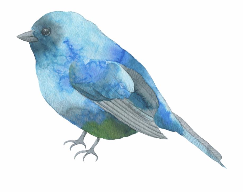 Blue Feather Bird Watercolor Transparent Decorative Watercolor Blue
