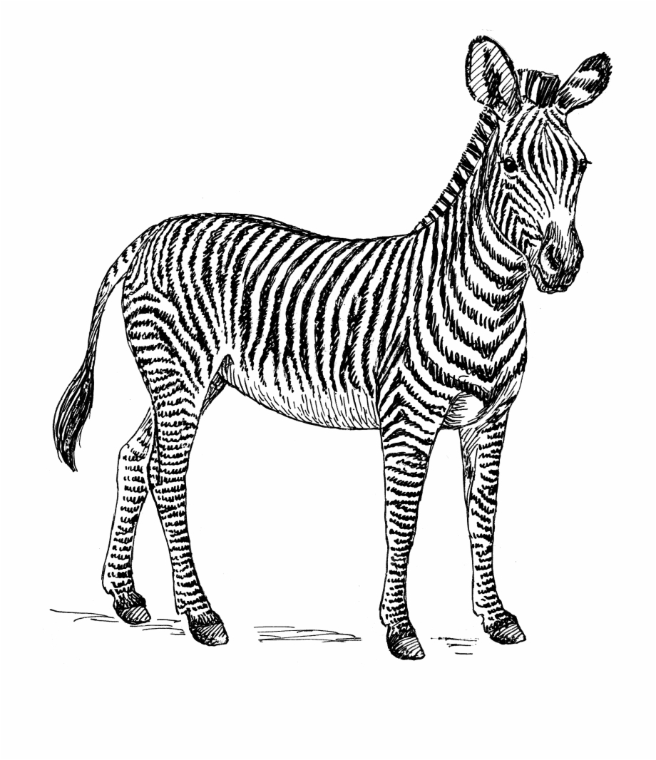 Zebra Png High Quality Image Zebra Clip Art