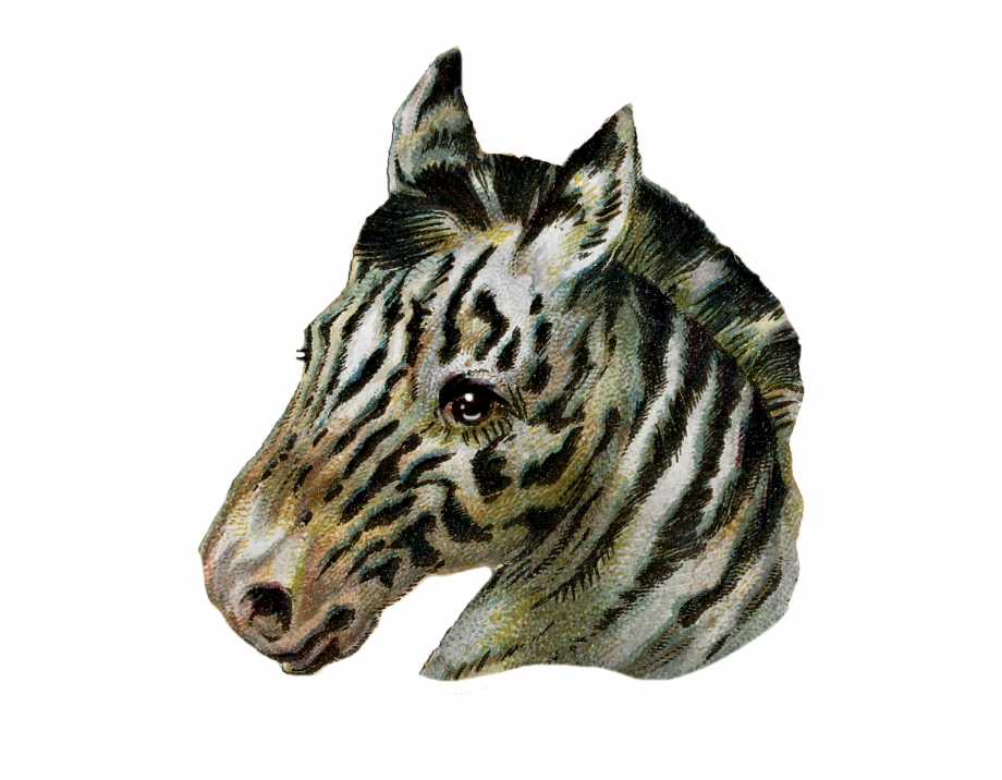 Vintage Zebra Scrap Piece Warthog