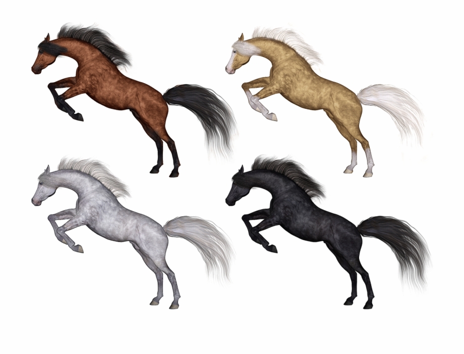 Horse Horses Pony Horse