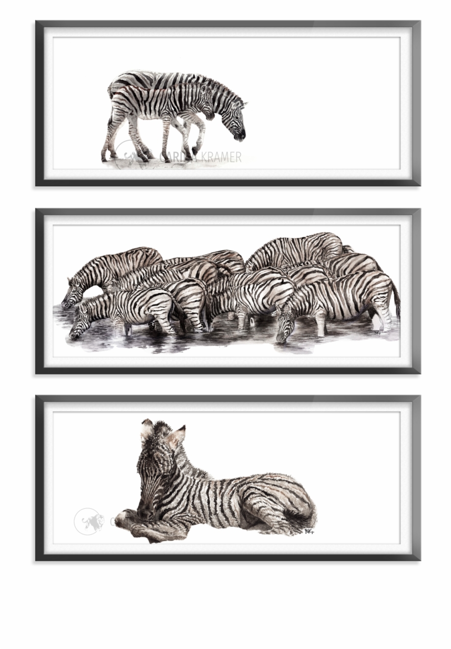 Zebra Collection Zebra