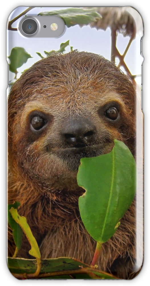 Sloth Baby Sloth Cute Sloth Happy Sloth