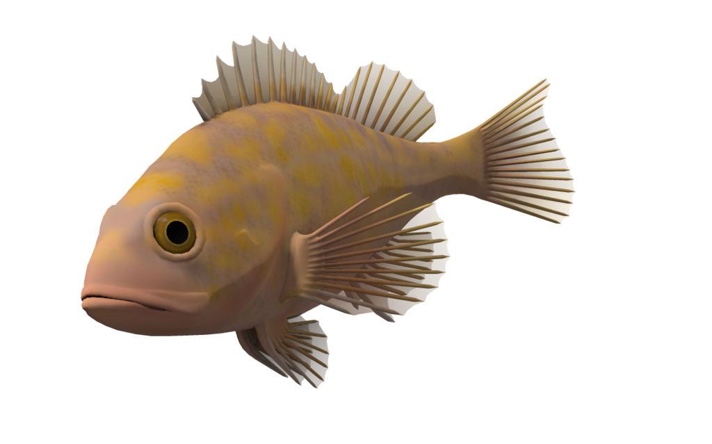 Ocean Fish Png