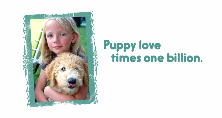Puppy Love Times One Billion Labradoodle Puppies Goldendoodle