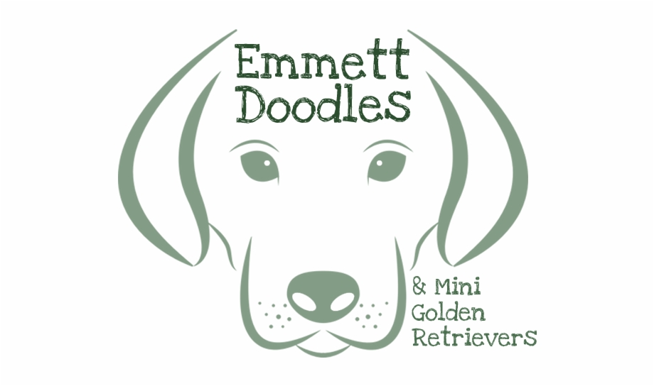 Emmett Goldendoodles And Mini Golden Retrievers English Foxhound
