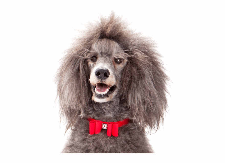 Other Breeds You Might Like Standard Poodle